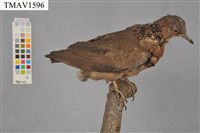 藏品(斑頸鳩)的圖片